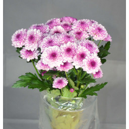 Producto 1
