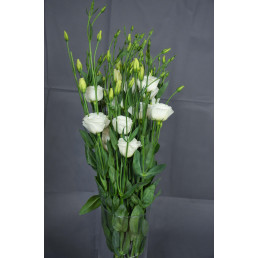 Lisianthus