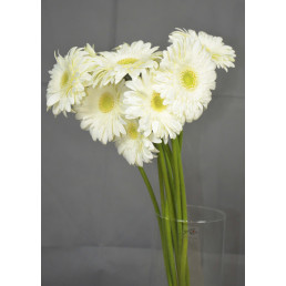 Gerbera