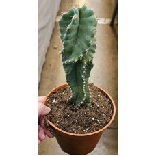 Cactaceae Spiralis M.13 SUC
