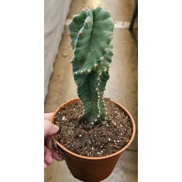 Cactaceae Spiralis M.13 SUC