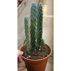 Cactaceae Opuntia Consolea M.13 SUC