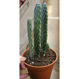 Cactaceae Opuntia Consolea M.13 SUC