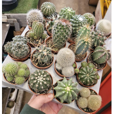 Cactaceae M.5,5 SUCC