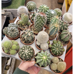 Cactaceae M.5,5 ESP