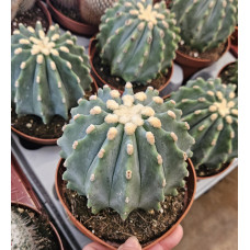 Cactaceae M.13 SUC