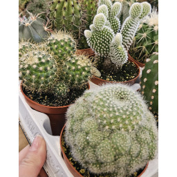 Cactaceae M.8,5 ESP
