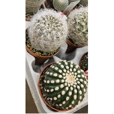 Cactaceae Colección M.8,5 SUC
