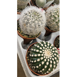 Cactaceae Colección M.8,5 SUC