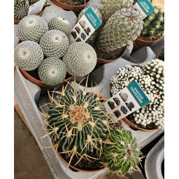 Cactaceae Colección M.8,5 ESP