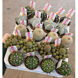 Cactaceae Colección M.5,5 ESP