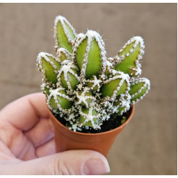 Cereus Floridiano M.5,5 ESP